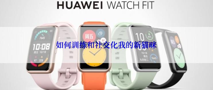 如何训练和社交化我的新猫咪