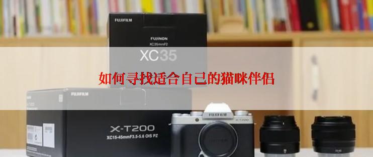 如何寻找适合自己的猫咪伴侣