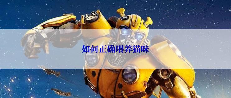 如何正确喂养猫咪