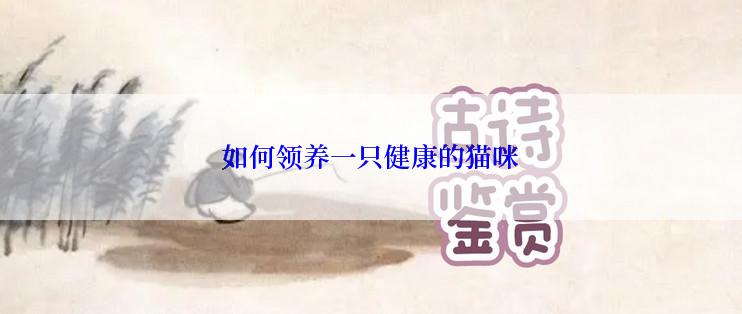 如何领养一只健康的猫咪