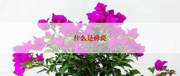 什么是鼻炎