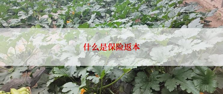 什么是保险返本