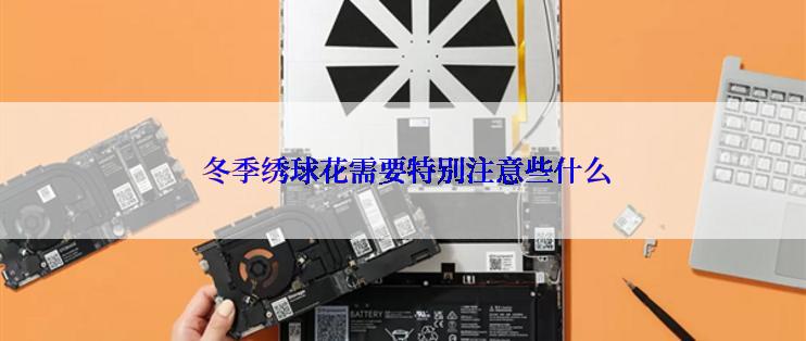  冬季绣球花需要特别注意些什么