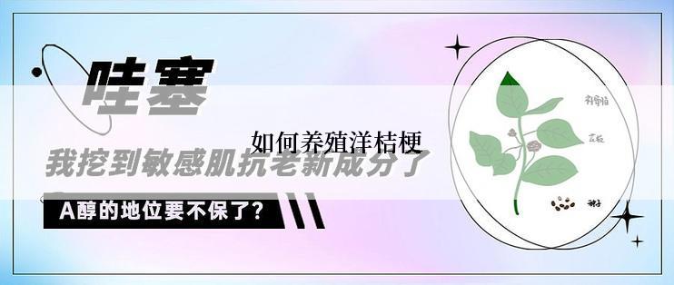 如何养殖洋桔梗