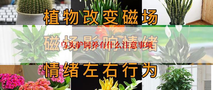 乌头驴饲养有什么注意事项