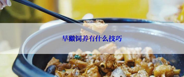 旱獭饲养有什么技巧
