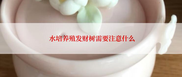  水培养殖发财树需要注意什么