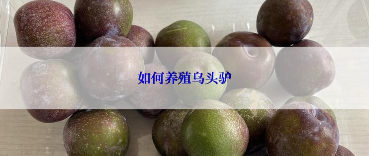 如何养殖乌头驴
