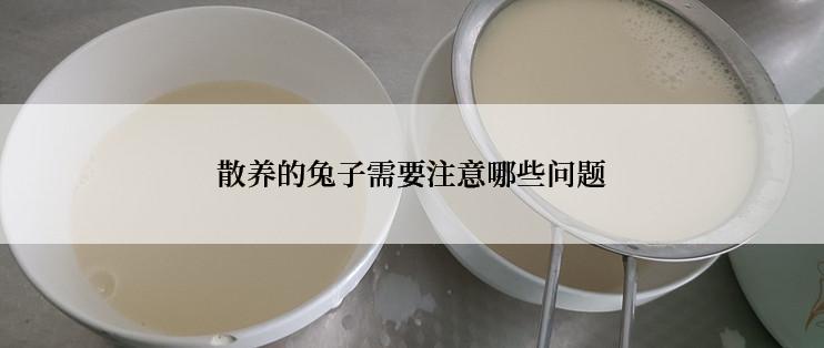 散养的兔子需要注意哪些问题