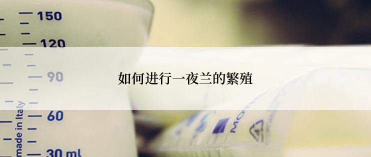 如何进行一夜兰的繁殖