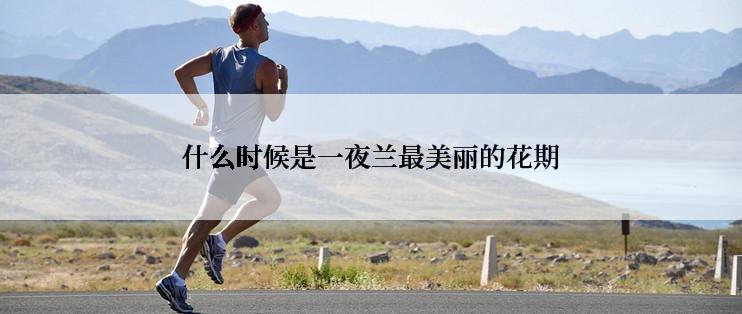 什么时候是一夜兰最美丽的花期