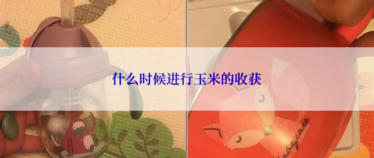 什么时候进行玉米的收获