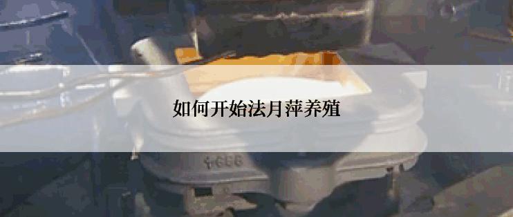 如何开始法月萍养殖