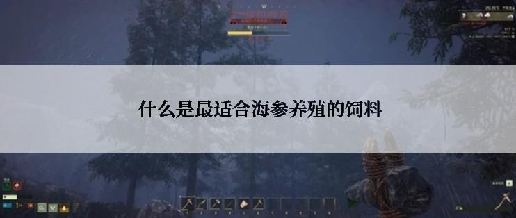  什么是最适合海参养殖的饲料