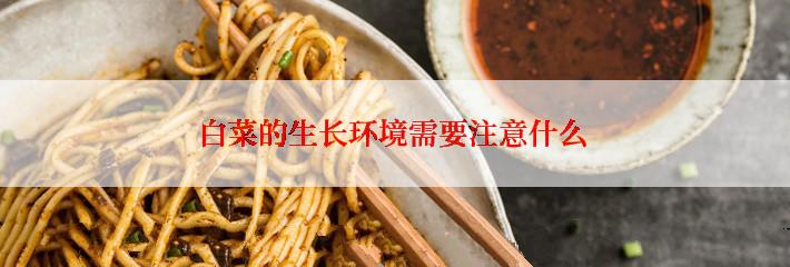 白菜的生长环境需要注意什么