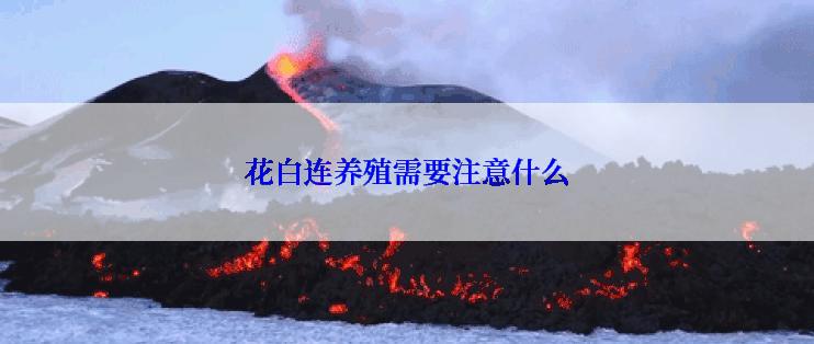 花白连养殖需要注意什么