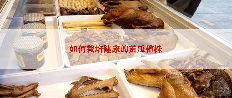 如何栽培健康的黄瓜植株