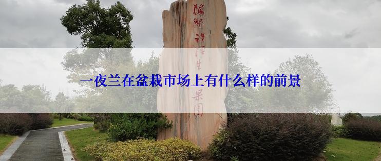 一夜兰在盆栽市场上有什么样的前景