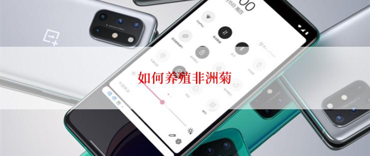 如何养殖非洲菊