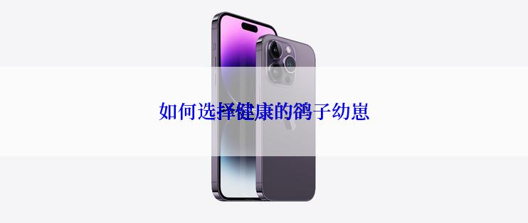 如何选择健康的鹆子幼崽