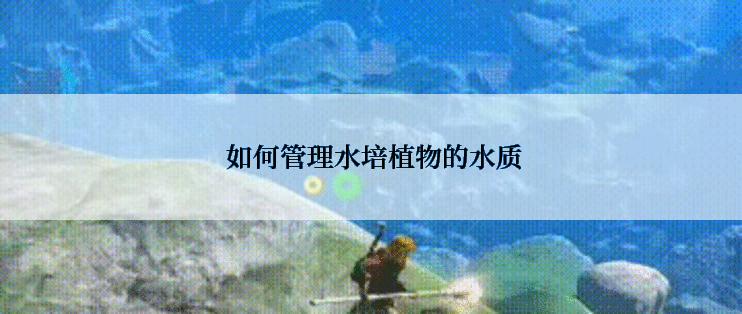  如何管理水培植物的水质