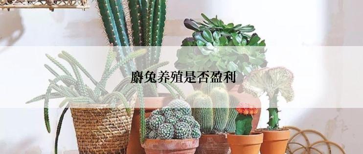  麝兔养殖是否盈利