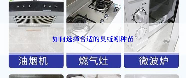 如何选择合适的臭蚯蚓种苗