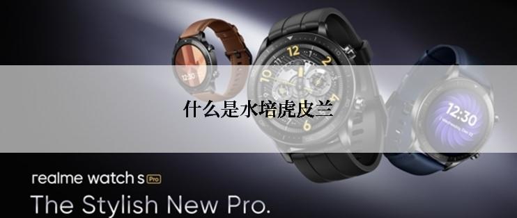 什么是水培虎皮兰