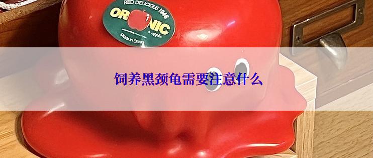  饲养黑颈龟需要注意什么
