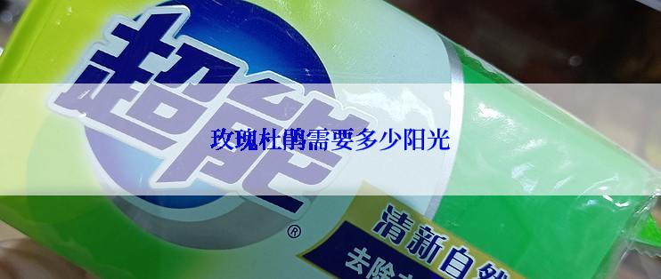 玫瑰杜鹃需要多少阳光