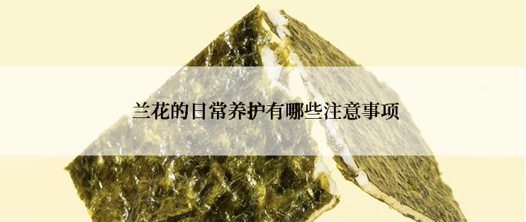  兰花的日常养护有哪些注意事项