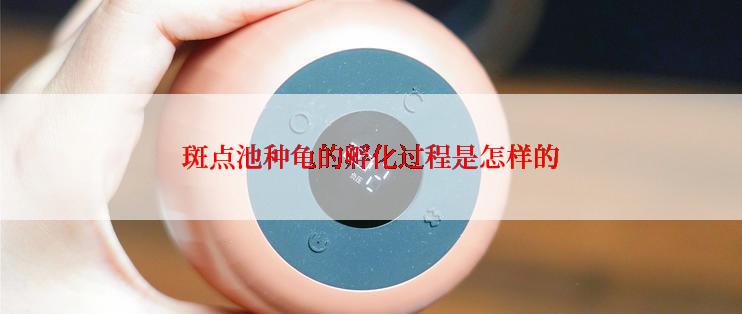 斑点池种龟的孵化过程是怎样的