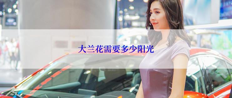 大兰花需要多少阳光