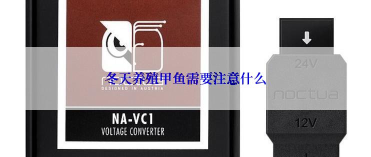 冬天养殖甲鱼需要注意什么