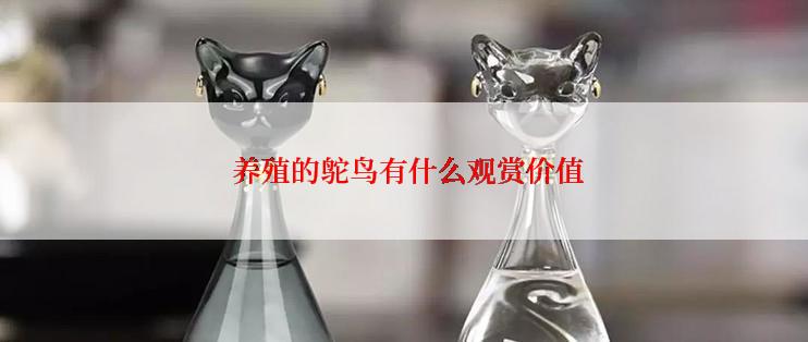 养殖的鸵鸟有什么观赏价值