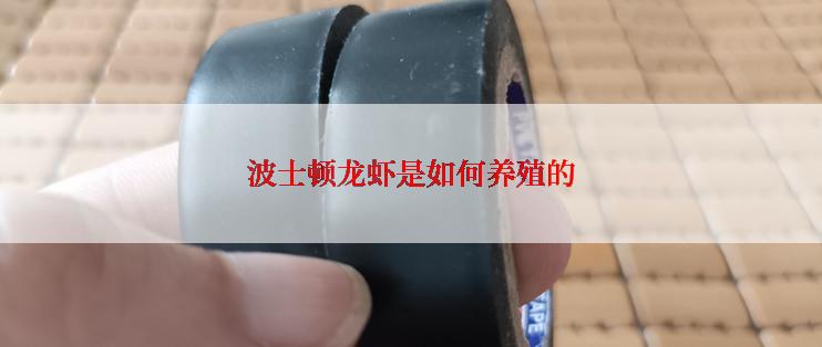波士顿龙虾是如何养殖的