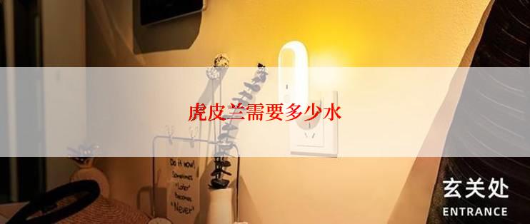 虎皮兰需要多少水