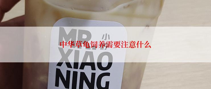 中华草龟饲养需要注意什么