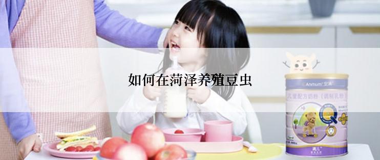 如何在菏泽养殖豆虫