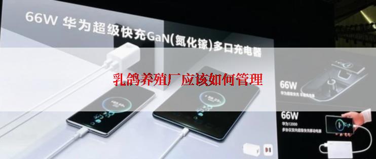 乳鸽养殖厂应该如何管理