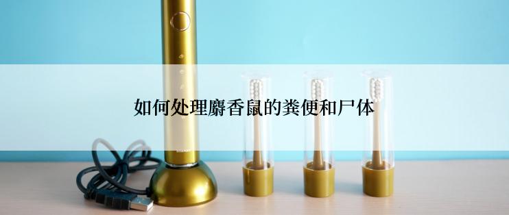 如何处理麝香鼠的粪便和尸体