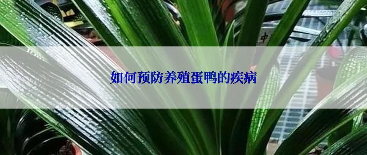 如何预防养殖蛋鸭的疾病