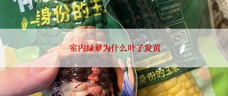  室内绿萝为什么叶子发黄
