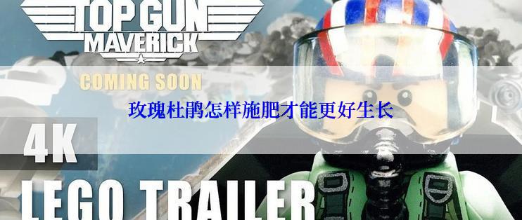 玫瑰杜鹃怎样施肥才能更好生长