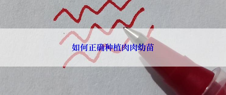 如何正确种植肉肉幼苗