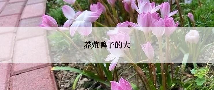 养殖鸭子的大
