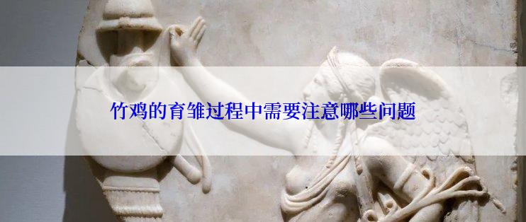 竹鸡的育雏过程中需要注意哪些问题