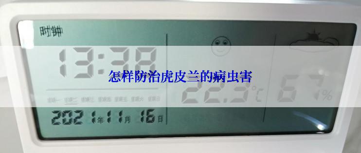 怎样防治虎皮兰的病虫害