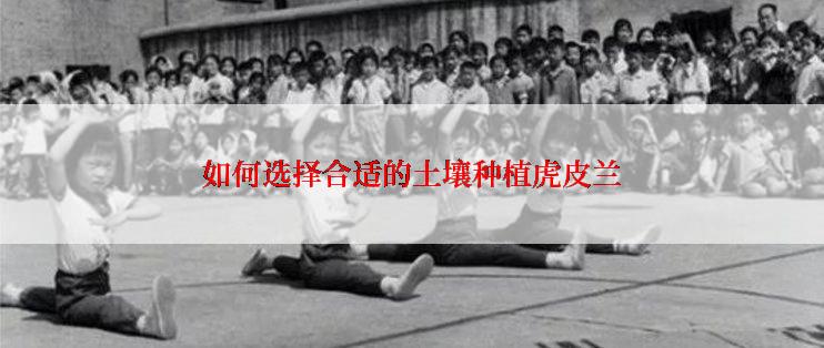 如何选择合适的土壤种植虎皮兰