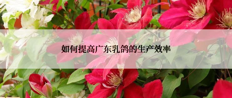 如何提高广东乳鸽的生产效率